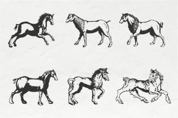 Horse Vintage Illustration Vector